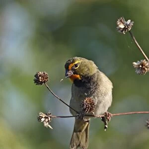 Yellow-faced Grassquit (Tiaris olivaceus) adult male, feeding on seeds from seedhead, Zapata Peninsula