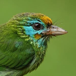 Yellow-fronted Barbet (Megalaima flavifrons) adult, close-up of head, with messy bill after feeding on fruit