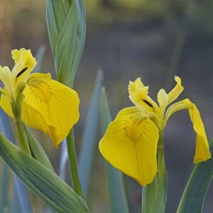 Yellow Iris (Iris pseudacorus) close-up of two flowers, Powys, Wales, june