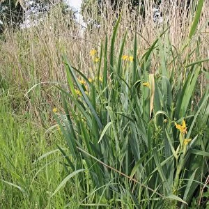 Yellow Iris (Iris pseudacorus) flowering, growing in reedbed, Little Ouse Headwaters Project, Hinderclay Fen, Hinderclay, Little Ouse Valley, Suffolk, England, june
