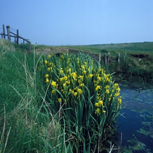 Yellow Iris (Iris pseudodacorus) HK006968