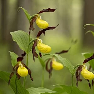 Yellow Ladys Slipper Orchid (Cypripedium calceolus) flowering, growing in woodland, Dolomites, Italian Alps, Italy