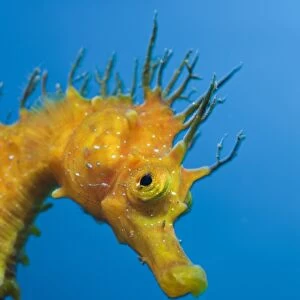 Yellow Longsnouted Seahorse, Hippocampus ramulosus, Tamariu, Costa Brava, Mediterranean Sea, Spain