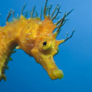 Squalo di testa lunga gialla seichesia hippopus ramulus tamarius costa brava mar mediterraneo spagna Squalo di testa lunga gialla seichesia hippopus ramulus tamarius costa brava mar mediterraneo spagna