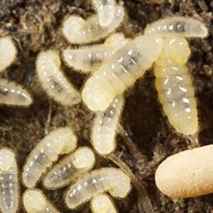 Yellow Meadow Ant (Lasius flavus) larvae and cocooned pupae in nest, Powys, Wales, August
