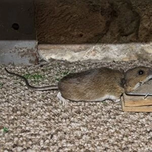 Yellow necked mouse caught in mouse trap
