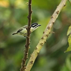 Yellow-rumped Tinkerbird (Pogoniulus bilineatus leucolaimus) adult, perched on branch, Stingless-bee Road, Ghana