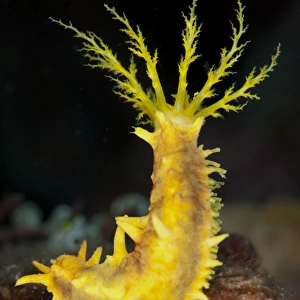 Yellow Sea Cucumber (Colochirus robustus) adult, with feeding tentacles extended, Lembeh Straits, Sulawesi