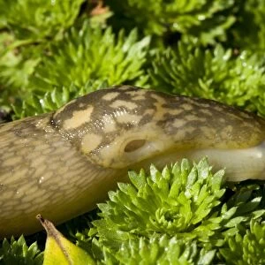 Yellow Slug (Limax flavus) adult, close-up of head and mantle, sliding over groundcover vegetation in garden