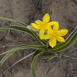 Yellow Star-flower (Hypoxis iridifolia) flowering, Golden Gate Highlands N. P