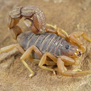 Yellow Thick-tailed Scorpion (Parabuthus mossambicensis) adult, on rock, Karoo Region, South Africa