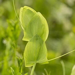 Yellow Vetchling (Lathyrus aphaca) close-up of stipules and tendrils, Romania, June