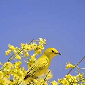 Yellow Warbler (Dendroica petechia) adult male, perched in flowering palo verde, U. S. A