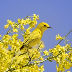 Yellow Warbler Print, Adult Male perched in Palo Verde Yellow Warbler Print, Adult Male perched in Palo Verde