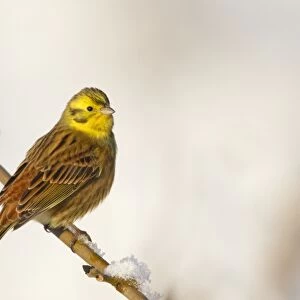 Yellowhammer (Emberiza citrinella) adult male, perched on snow covered twig, Berwickshire, Scottish Borders, Scotland