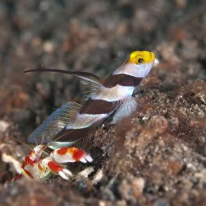 Yellownose Shrimpgoby (Stonogobiops xanthorhinica) adult, with Randalls Snapping Shrimp (Alpheus randalli)