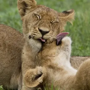African Lion Cubs Print African Lion Cubs Print