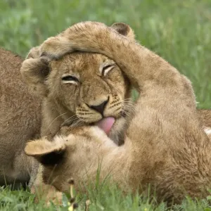 Two young African lion cubs lick each other Two young African lion cubs lick each other