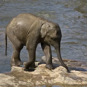 Elefante asiático joven Elefante asiático joven