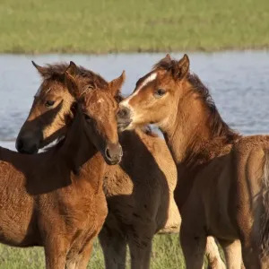 Young foals groom each other at El Rocio, Andalusia, Spain Young foals groom each other at El Rocio, Andalusia, Spain