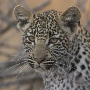 Young Leopard Print Young Leopard Print