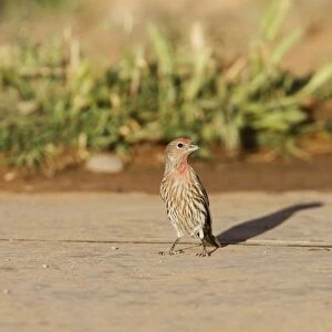 Young Male House Finch