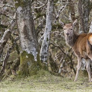 A young Red Deer hind stands near woodland on the Isle of Jura, Scotland