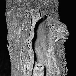 Young Tawny Owls Hickling Norfolk 1942