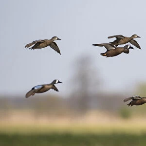 00722-02819 Blue-winged Teal (Anas discors) in flight, Marion Co. IL