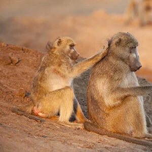 Africa, Botswana, Senyati Safari Camp. Two grooming baboons