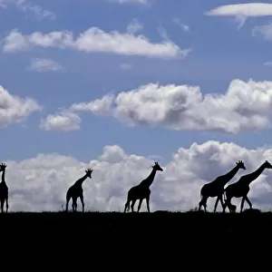 Africa, Kenya, Masai Mara. Giraffes (Giraffa camelopardalis) silhouetted against the sky