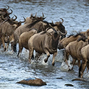 Africa, Kenya, Masai Mara GR, Mara Triangle, White-bearded Wildebeest or Gnu, Connochaetes