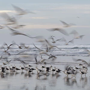 Africa, Morocco, Casablanca. Flurry of seagulls on ocean shore