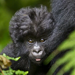 Africa. Rwanda. Female and juvenile Mountain Gorillas (Gorilla gorilla beringei)