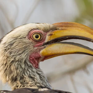 Africa, South Africa, Londolozi Private Game Reserve. Profile of yellow-billed hornbill bird