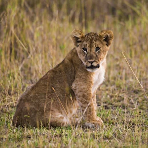 Africa. Tanzania. African lion cub (Panthera leo) in Serengeti NP
