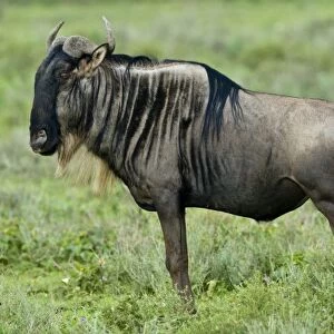 Africa. Tanzania. Wildebeest at Ndutu in the Ngorongoro Conservation Area