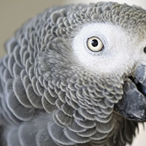 African Grey Parrot face close-up