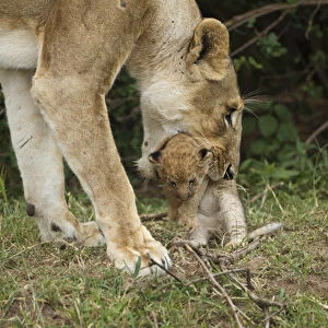 African, Kenya, Masai Mara Game Reserve, African Lion, Panthera leo, lioness carrying cub