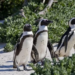 African Penguins, formerly known as Jackass Penguins, at Boulders beach near Cape Town