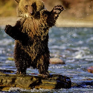 Alaska, USA, Grizzly Bear, Ursus arctos, cub playing in river