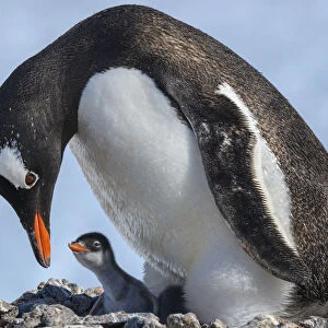 Antarctica, Antarctic Peninsula, Jougla Point. Gentoo penguin and chick
