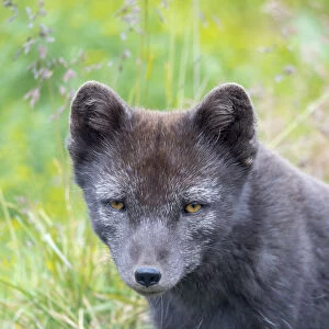 Arctic Fox (Vulpes lagopus, Alopex lagopus), Melrakkasetur Islands, Westfjords, Iceland