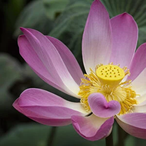 Asia, Indonesia, Bali. Pink Lotus flower, water lily, nymphaea species, Ubud, Bali