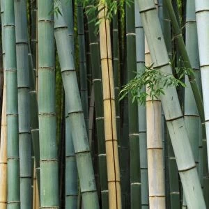 Asia, Japan, Kyoto, Arashiyama, Sagano, Bamboo Forest