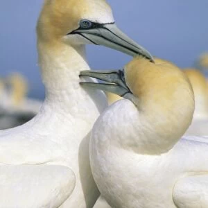 Australasian Gannet, (Sula serrator), courting pair preening, Cape Kidnappers, New Zealand