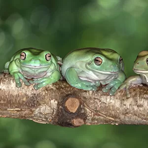 Australia. White's tree frogs on log