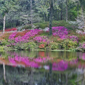 Azeleas in full bloom reflected in calm pond Middleton Place, Charleston South Carolina