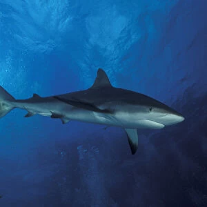 Bahamas Caribbean reef shark