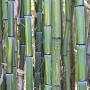 Bamboo plant, USA